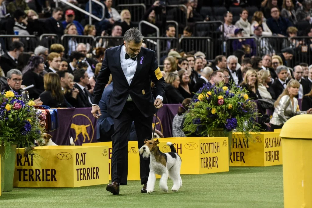 Betting Opportunities Abound for National Dog Show